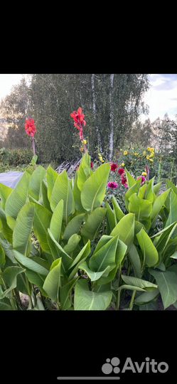 Цветы канны