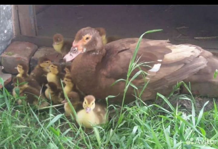 Мускусные утята.Уточки.Селезни