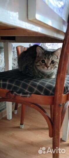 Котята в добрые руки мальчик вислоухий
