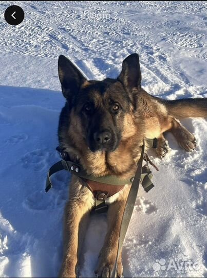 Продам щенят немецкой овчарки