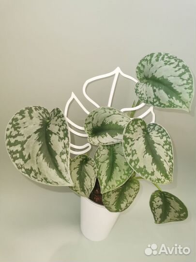 Рафидофора тетрасперма, сциндапсус треби