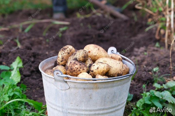 Семенной картофель гала (на посадку)