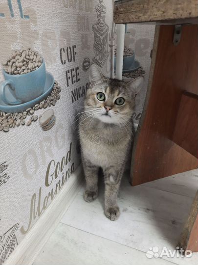 Шотландская