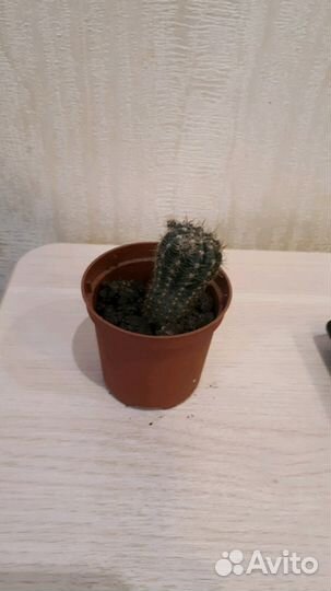 Продам комнатные цветы