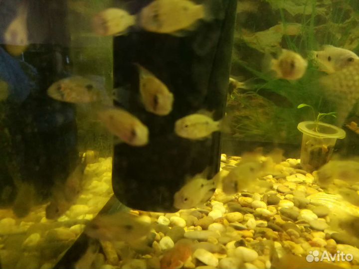 Продаются аквариумные рыбы