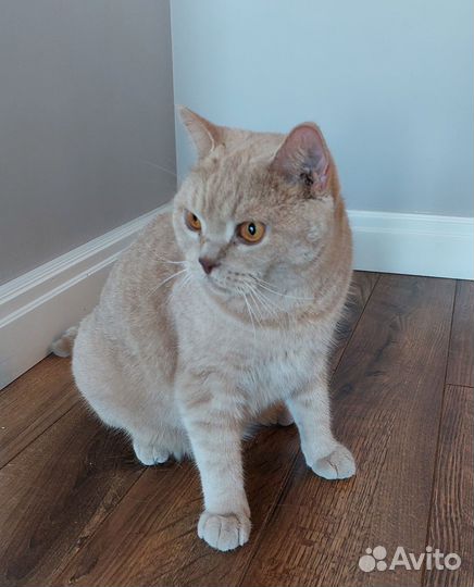 Британская