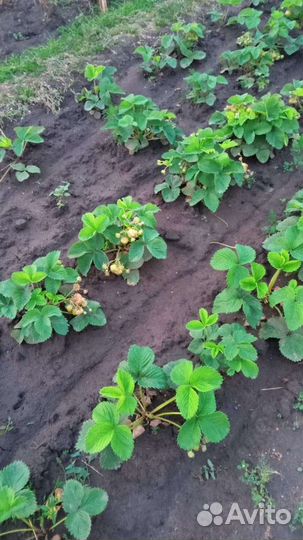 Виктория Клубника Земляника