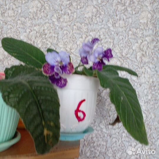 Стрептокарпус