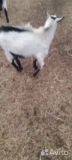 Козёл 1.5 год козлята 7.5 месяцев. И по 2 месяца