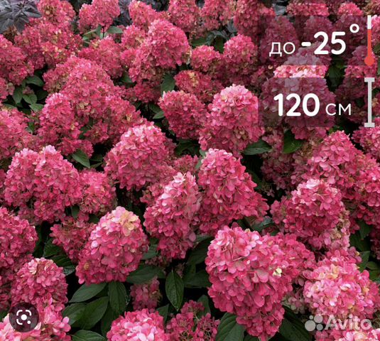 Гортензия метельчатая бонфайр саженцы купить в Калининграде | Товары ...