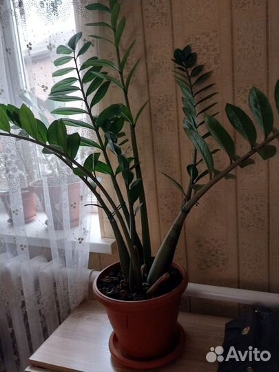 Замиокулькас (долларовое дерево)