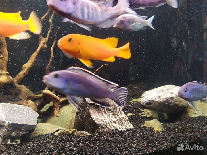 Цихлиды Малави