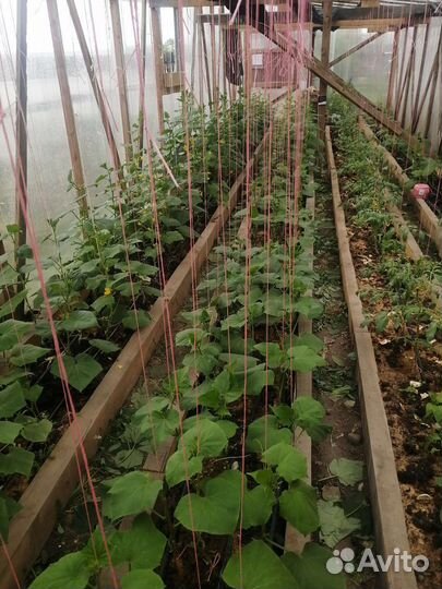 Овощи со своей теплицы, имеется доставка