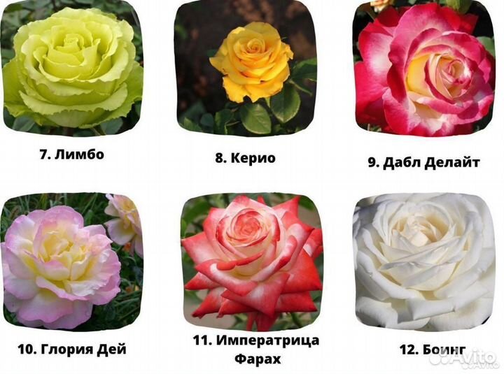 Зимостойкие саженцы роз