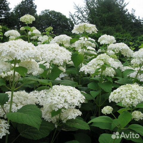 Гортензия древовидная
