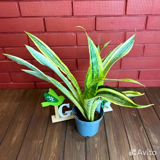 Сансевиерия Трифасциата Аубрутиана Вариегата