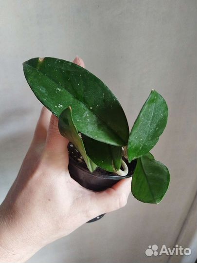 Хойя карноза (восковой плющ)