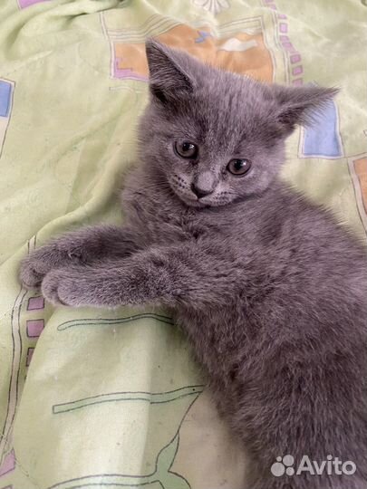 Британские котята