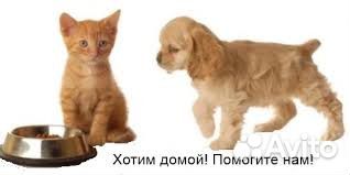 Приют для животных