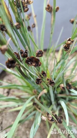 Сисюринхий (голубоглазка) семена по 30 шт. в пачке