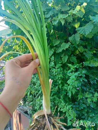 Лилейник сортовой