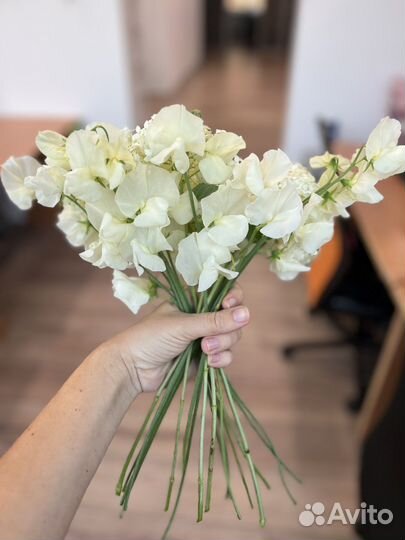 Латирус (душистый горошек)