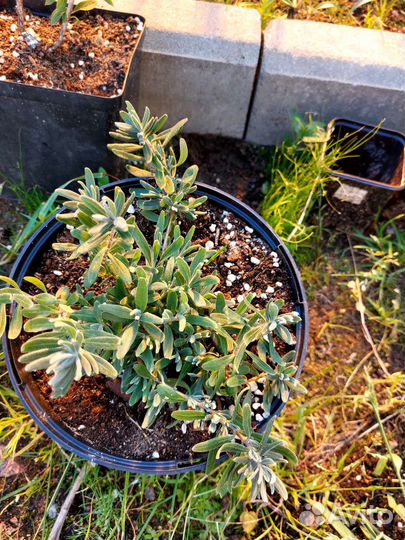 Лаванда узколистная