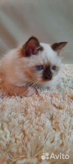 Священная бирма-шоколад пойнт