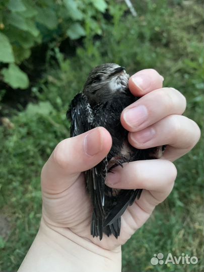 Птенец стрижа