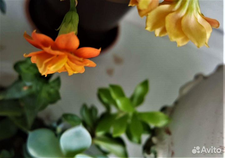 Каланхоэ цветущий Каландива