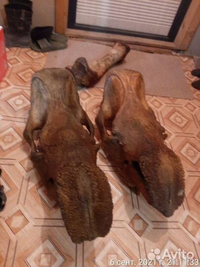 Нога кость мамонта