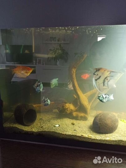 Аквариум на 100 литров