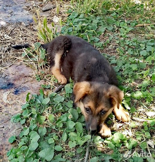 Сторож и компаньон - овчарка в добрые руки