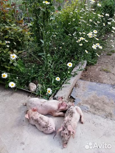 Поросенок ландрас кб