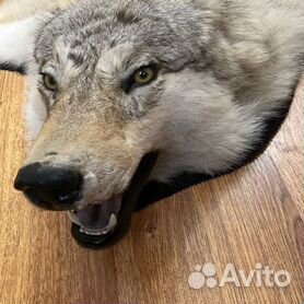 В Пятигорске посетители автомойки стащили чучело волка