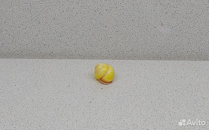 Ленд Снейл 2,100 ракушка раковина