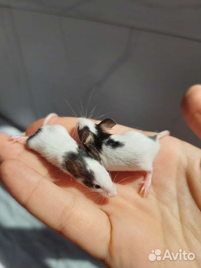 Японская карликовая мышь