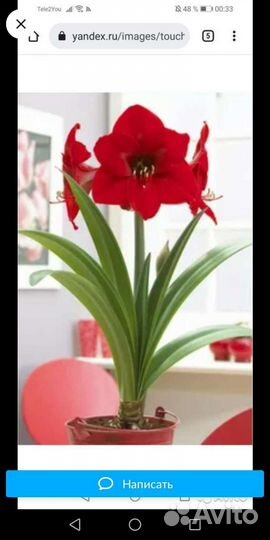 Комнатные цветы