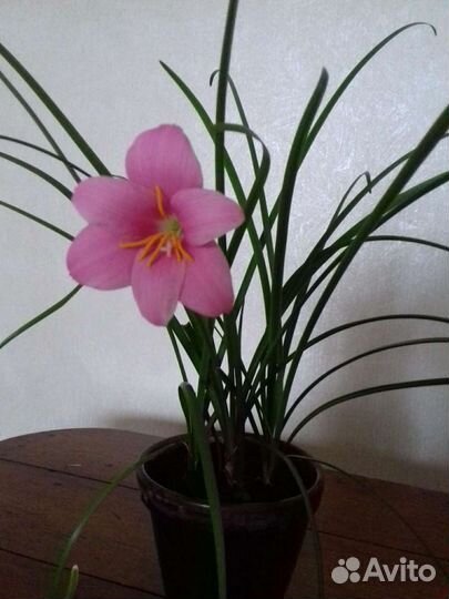 Зефирантес розовый