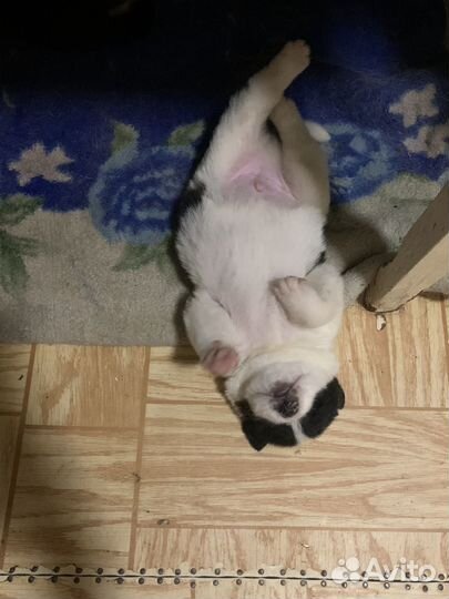 Щенки- порода не извесна