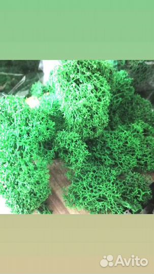 Стабилизированный мох