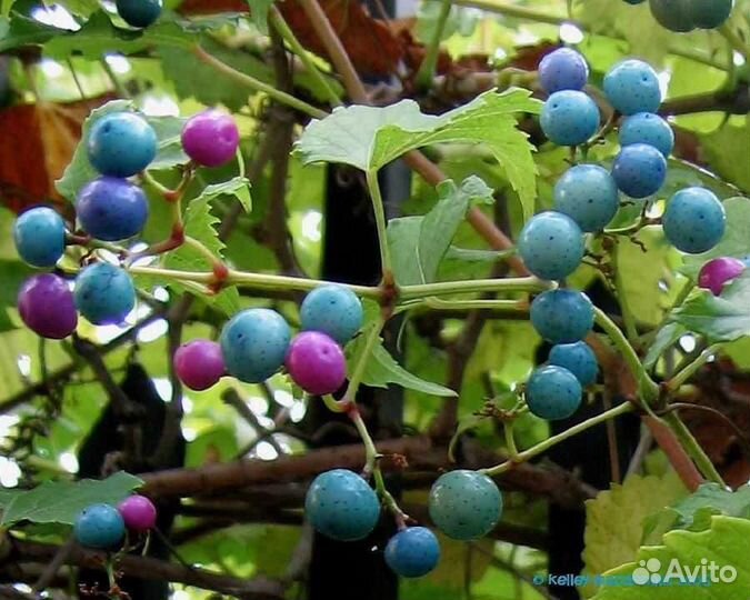 Лианы Кампсис и виноградовник,жимолость