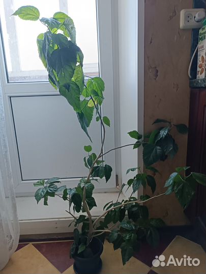 Чайная роза