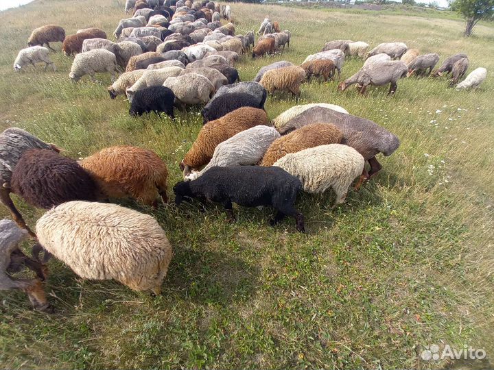 Овцы бараны