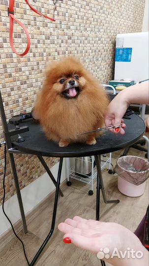 Груминг на дому у клиента