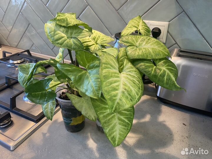 Сингониумы сортовые