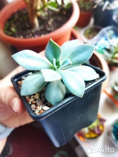 Эхеверия Мадиба