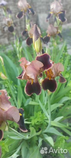 Ирисы бородатые