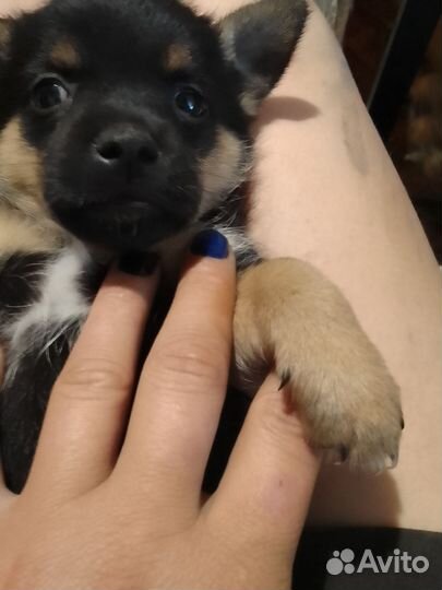 Собака в добрые руки отдам бесплатно щенок