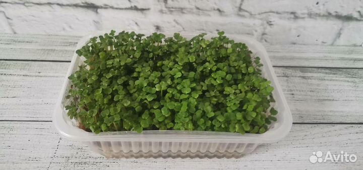 Микрозелень готовая